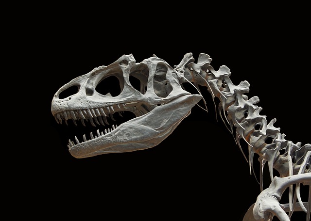 Distinctive Skeleton The Specialized Features of Carnotaurus
