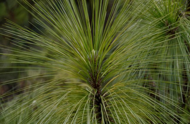 southern longleaf pine