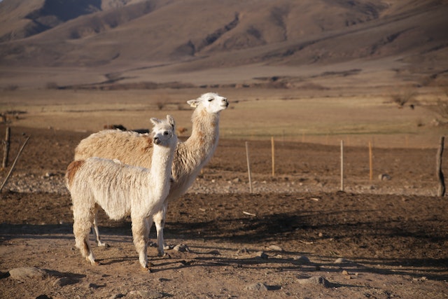 Camels and Llamas are cousins