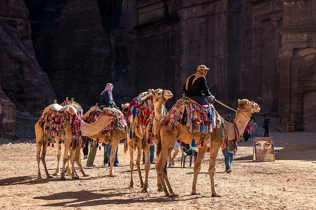 Camels near Petra