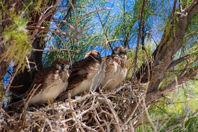 Red-tailed Hawk Group