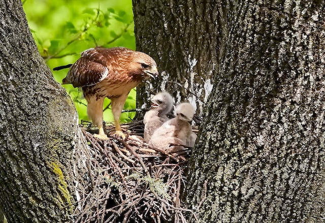 Chicken Hawk with babies