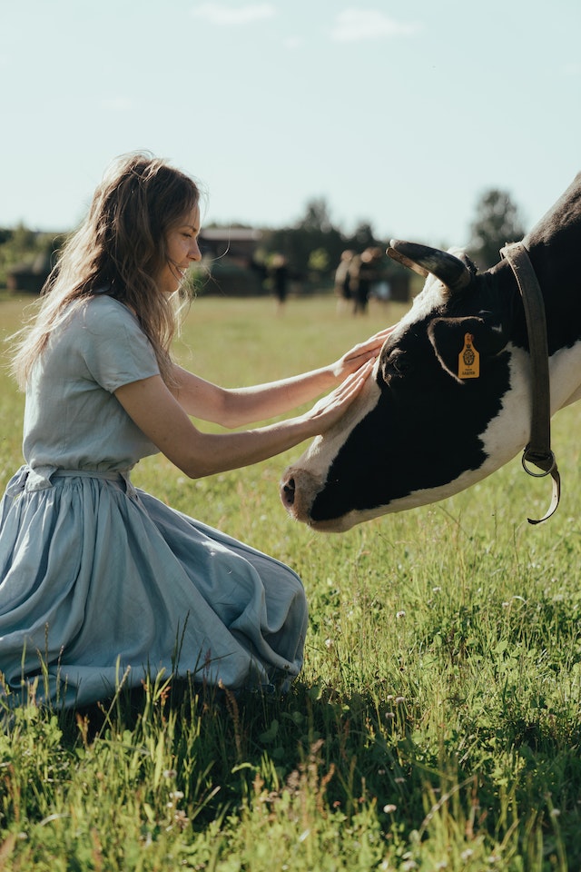 Cow with Human