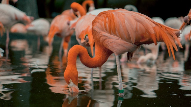 Different Types of Flamingos