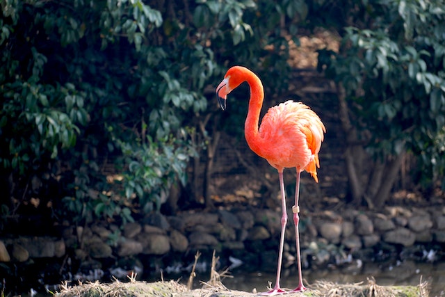 Facts About Flamingos For Kids