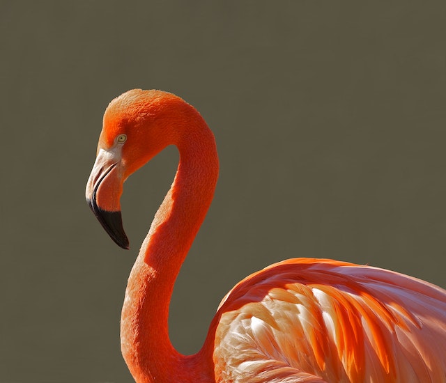 Flamingos Face