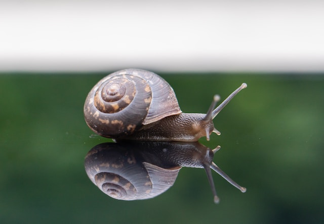 Snail with unique shell