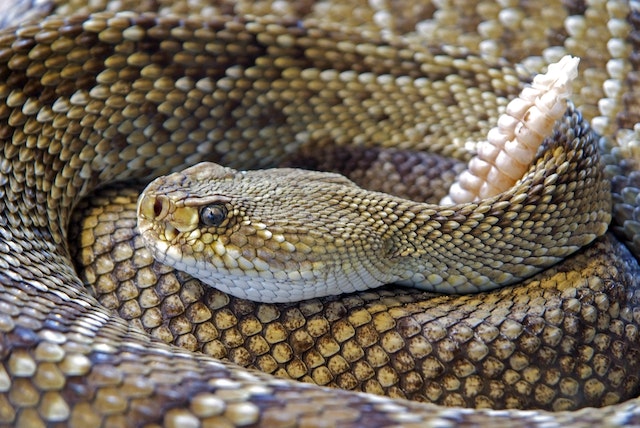 Fascinating Facts about Rattlesnakes for Kids