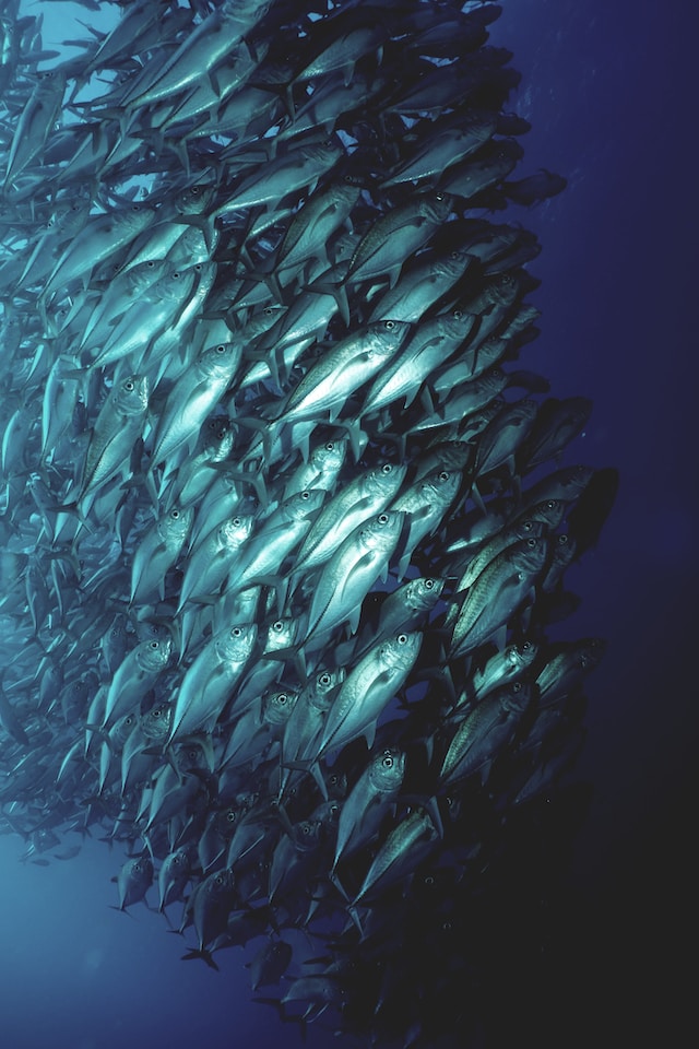 Group of fish in ocean