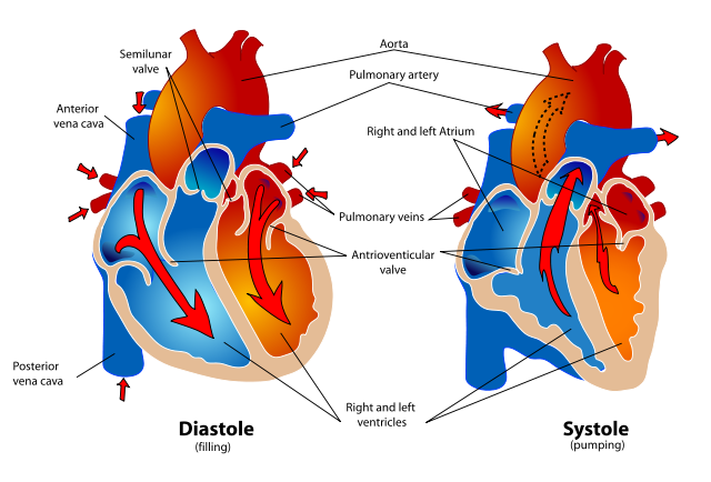 Healthy human heart blood pumping diagram