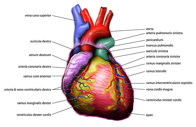 Heart Organs