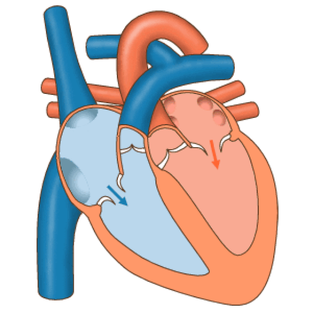 Heart Pumping Blood Process