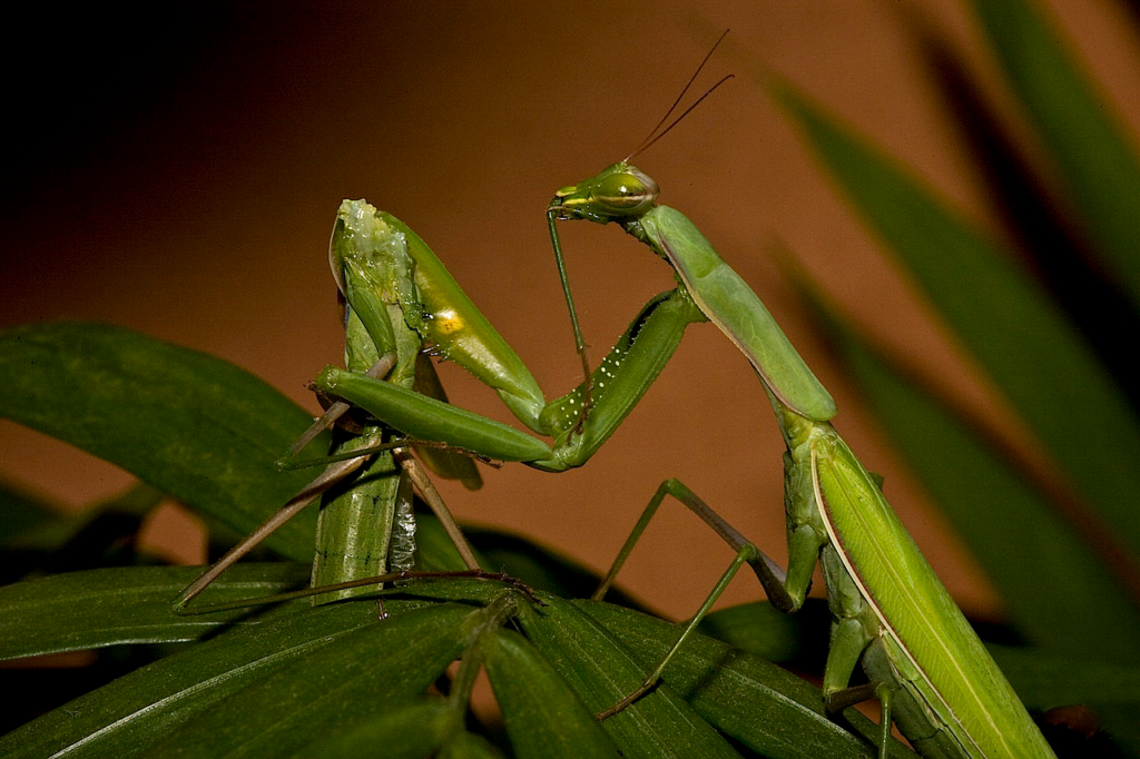 Praying Mantis Eating leaves