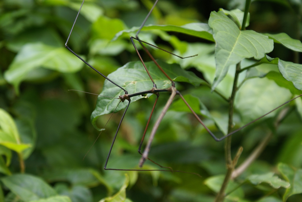 Stick Bugs Camouflage on leaves