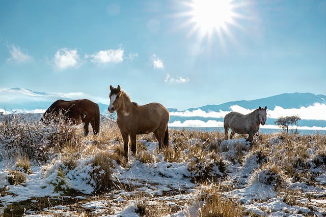 Horses in Chubut, Argentina