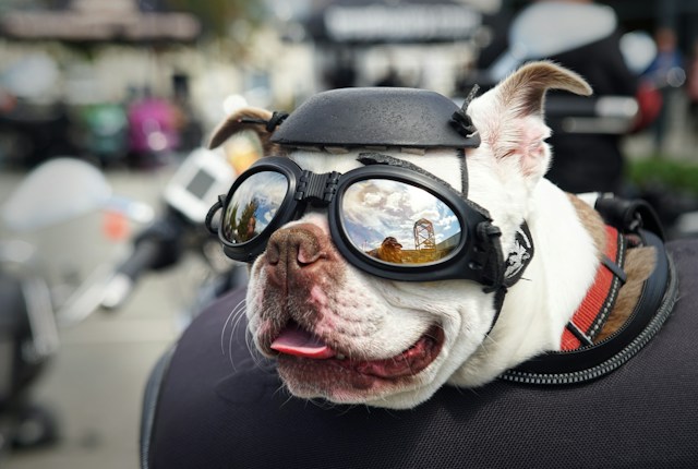 Goggles for dogs